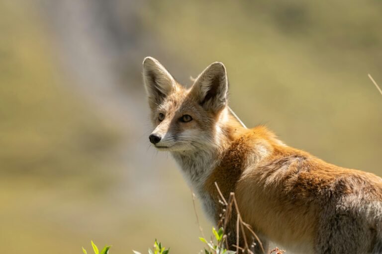 Toronto Coyote Encounters: Park Safety, Pets and Reporting