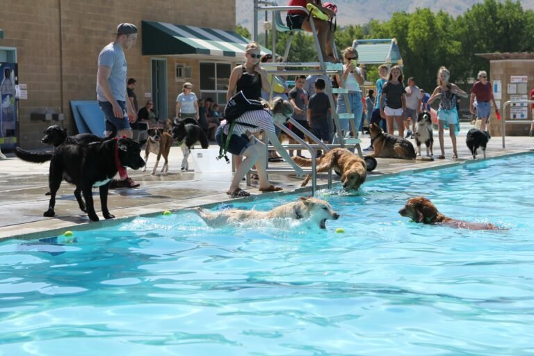 Toronto End-of-Season Dog Swims: Rules, Safety and Etiquette