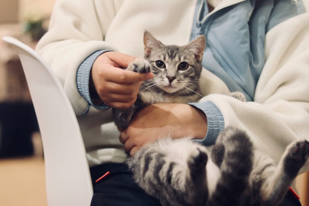 Toronto pet emergency transport